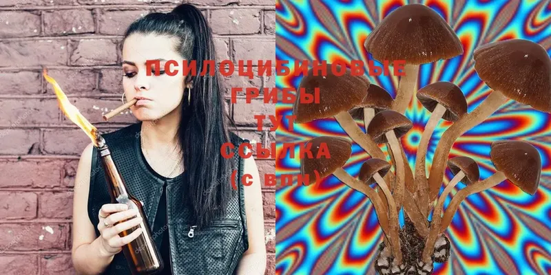 площадка клад  Шлиссельбург  Галлюциногенные грибы Psilocybe 